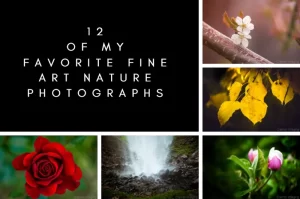 Read more about the article 12 of My Favorite Fine Art Nature Photographs