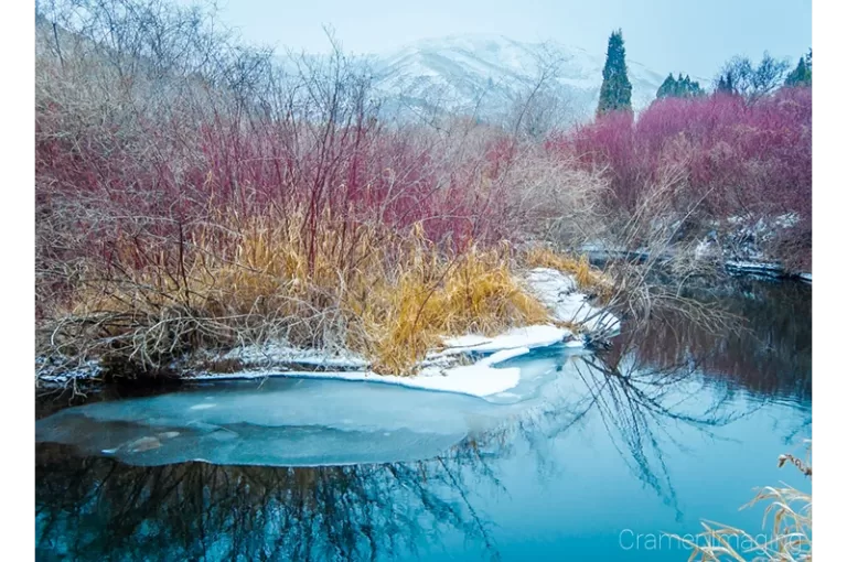 Read more about the article My Winter Stream Photograph Just Won an Award!!!