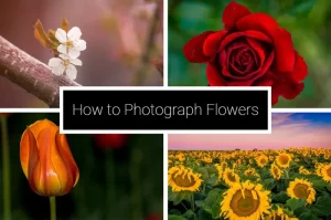 Read more about the article How to Photograph Flowers