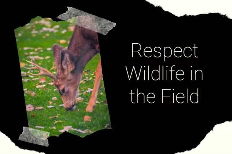 Read more about the article Respect Wildlife In The Field