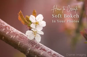 Read more about the article How to Create Soft Bokeh in Your Photos