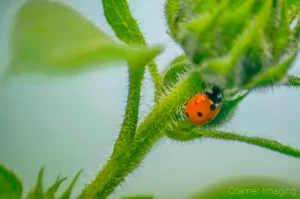 Cramer Imaging's professional quality nature animal photograph of a ladybug insect crawling on a wild sunflower