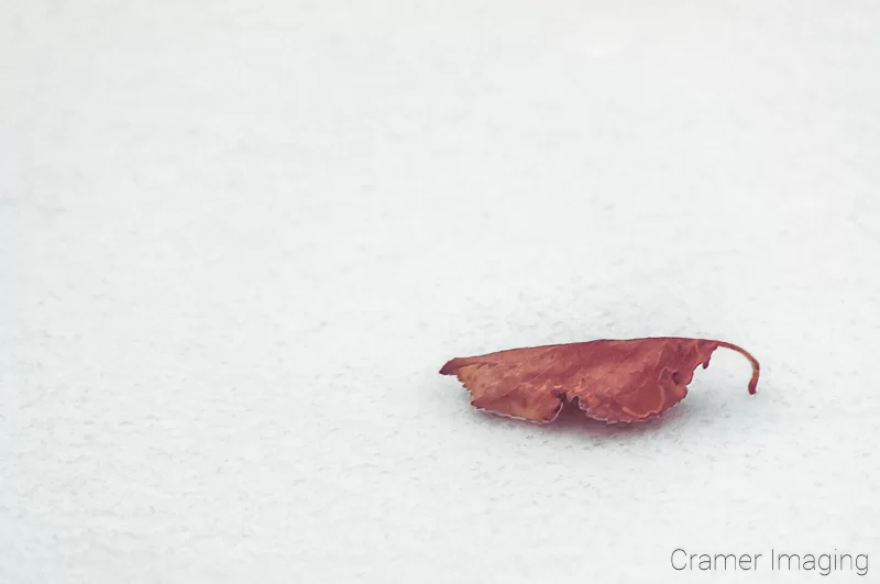 Audrey Cramer Photography's professional quality nature photograph of solitary brown fall leaf sitting on field of white snow