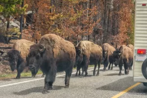 Cramer Imaging's photograph of bison or buffalo causing a traffic jam in Yellowstone National Park, Wyoming