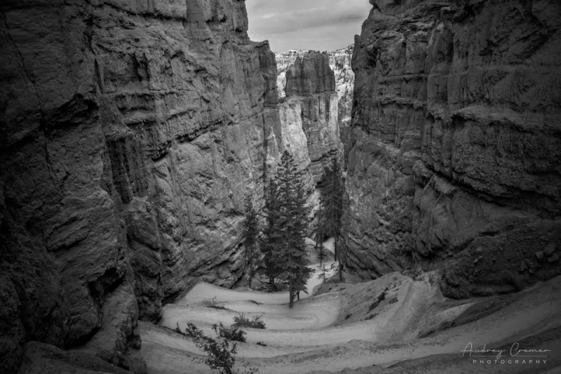 Audrey Cramer Photography's fine art monochrome landscape photograph of evergreen trees at the base of switchbacks in Bryce Canyon National Park Utah