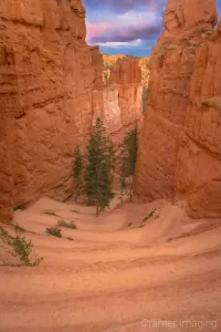 Cramer Imaging's fine art landscape photograph of evergreen trees at the base of switchbacks in Bryce Canyon National Park Utah