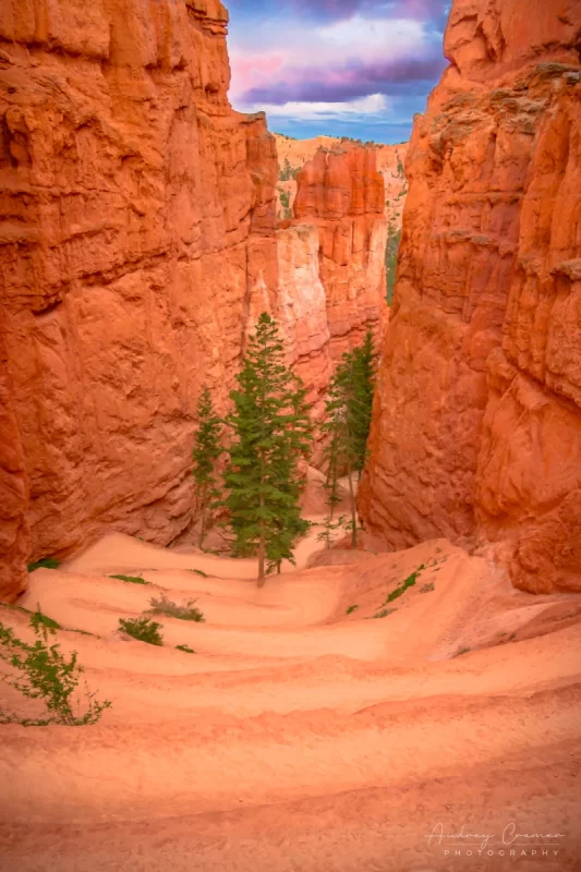 Audrey Cramer Photography's fine art landscape photograph of evergreen trees at the base of switchbacks in Bryce Canyon National Park Utah