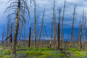 Fine art landscape photograph of desolation and dead evergreen treesagainst stormy skies in Bryce Canyon National Park Utah by Cramer Imaging