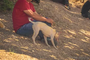 Photograph of a small chihuahua dog in Bryce Canyon National Park Utah