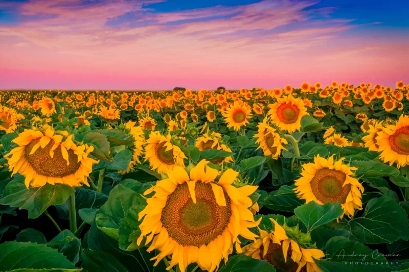 Audrey Cramer Photography's fine art landscape photograph of a blooming field full of large sunflowers in golden hour