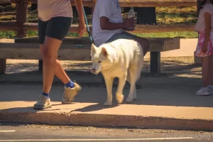 Photograph of a white large dog in Bryce Canyon National Park Utah