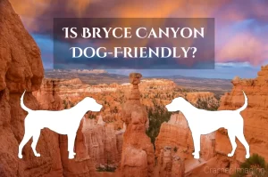 Read more about the article Is Bryce Canyon Dog-Friendly?