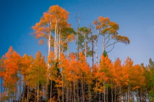 Cramer Imaging's fine art landscape photograph of two layers of trees showing autumn or fall colors