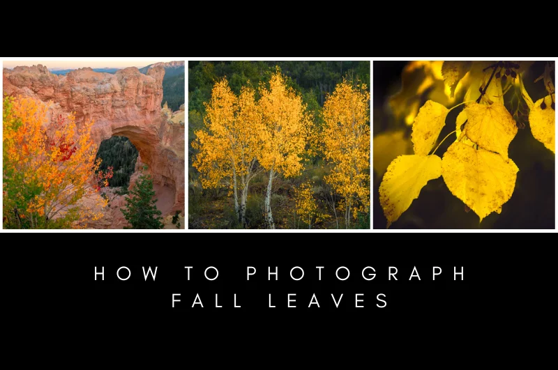 How to Photograph Fall Leaves