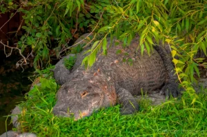 Cramer Imaging's fine art nature photograph of an alligator resting in some foliage and greenery