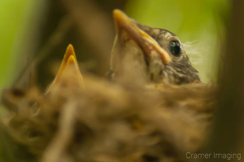 Cramer Imaging's professional quality nature animal photograph of hungry baby robin birds in a nest