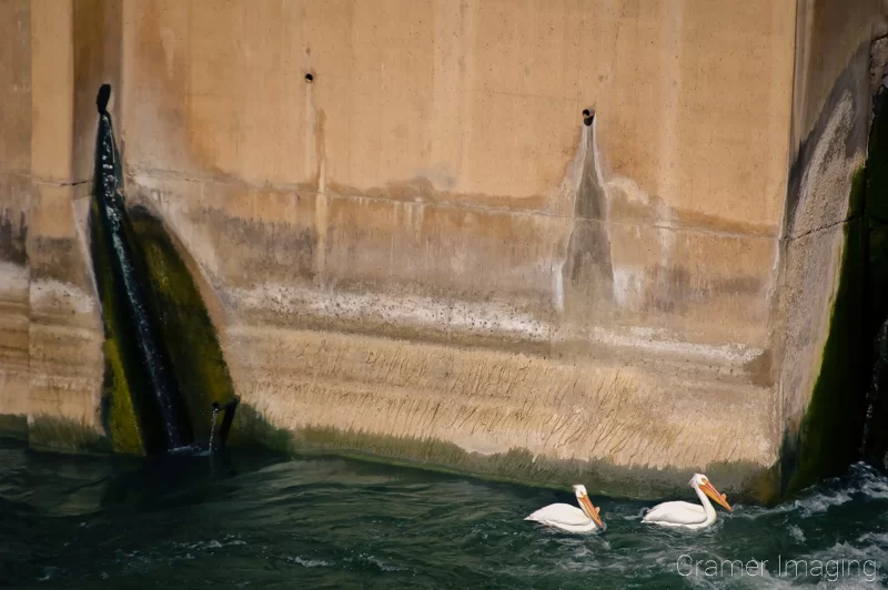 Audrey Cramer Photography's early photograph of white pelicans fishing for food at the American Falls Dam Idaho