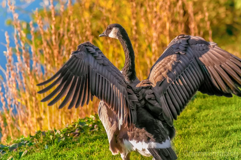 Audrey Cramer Photography's professional quality nature photograph of a wild Canadian goose spreading open its wings