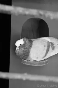 Cramer Imaging's professional black and white photograph of a pigeon seated on a birdhouse at Tautphaus Park Zoo, Idaho Falls, Bonneville, Idaho