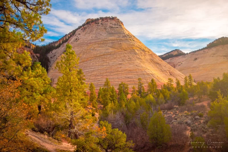 Audrey Cramer Photography's fine art landscape photograph of golden sunset light hitting the Checkerboard Mesa in Zion National Park Utah in autumn or fall