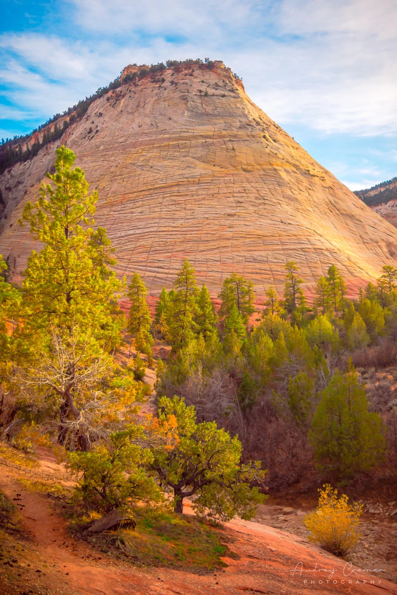 Audrey Cramer Photography's fine art landscape photograph of golden sunset light hitting the Checkerboard Mesa in Zion National Park Utah in autumn or fall