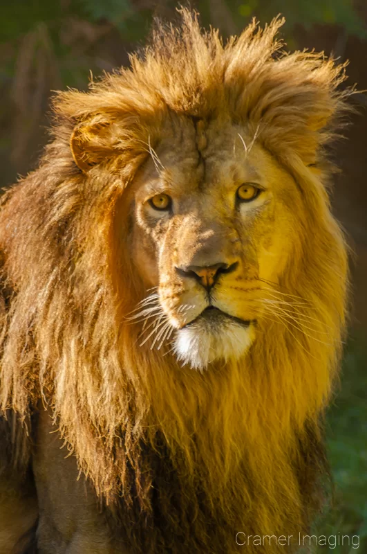 Audrey Cramer Photography's professional quality fine art photograph of a lion's head shot in the sun