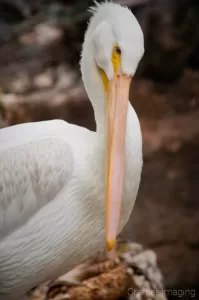 White pelican preening in a natural setting professionally photographed by Cramer Imaging at Tautphaus Park Zoo, Idaho Falls, Bonneville, Idaho