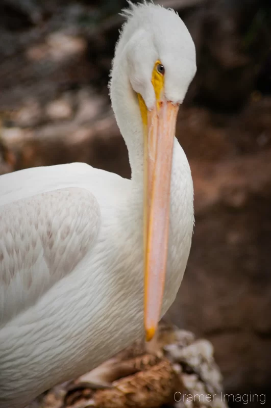 White pelican preening in a natural setting professionally photographed at Tautphaus Park Zoo, Idaho Falls, Bonneville, Idaho by Audrey Cramer Photography