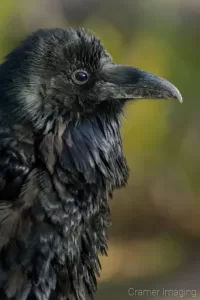 Audrey Cramer Photography's fine art nature photograph of a black raven bird in profile against a blurry green background