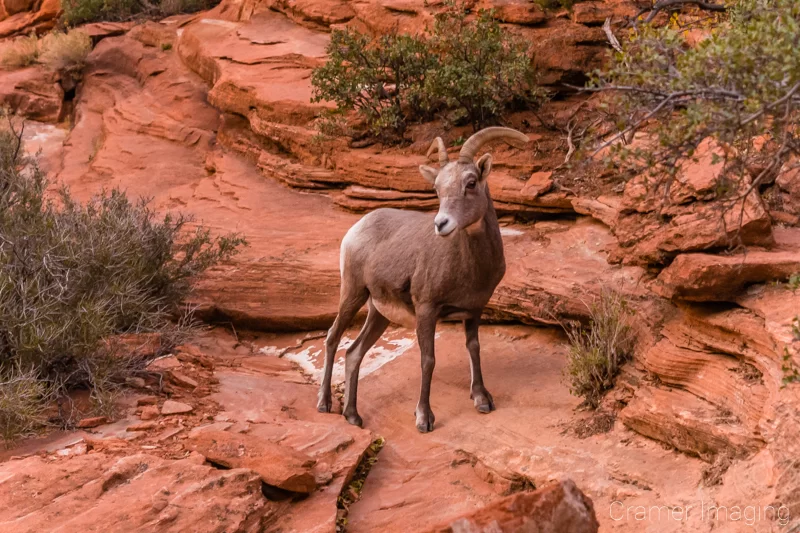 Audrey Cramer Photography's fine art animal photograph of a wild mountain goat standing on red rocks in Zion's National Park Utah