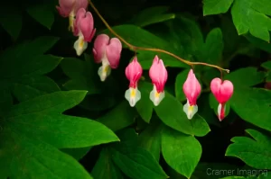 Professional quality fine art nature photograph of pink and white bleeding heart flower bush with leaves by Cramer Imaging