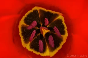 Nature macro photograph of the inside of a red tulip by Cramer Imaging