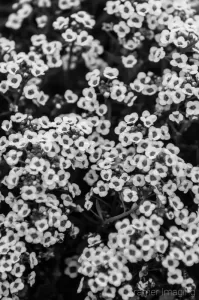 Cramer Imaging's professional quality nature black and white photograph of tiny white flowers clustered together