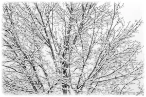 Professional quality fine art nature photograph of a tree covered with snow in by Cramer Imaging