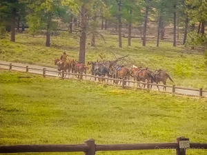 Photograph of a man riding horseback and leading other horses with saddles in Bryce Canyon Utah