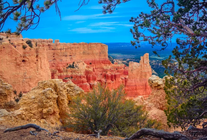 Fine art landscape photograph by Audrey Cramer Photography of Bryce Canyon's Paria Point framed by a pine tree