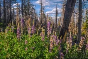 Cramer Imaging's landscape photograph of wild purple lupine flowers blooming on the Bristlecone Loop trail of Bryce Canyon National Park, Utah