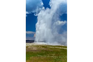 Old Faithful with Wildflowers