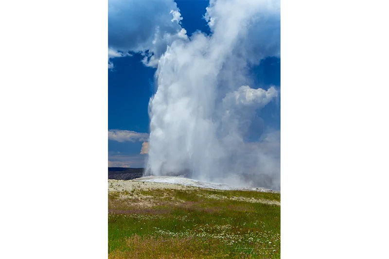 Audrey Cramer Photography's quality landscape photograph of Old Faithful erupting in Yellowstone National Park with wildflowers in front