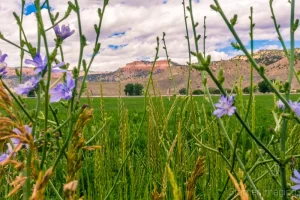 Fine art landscape photograph of below Bryce Canyon shot through wildflowers in Tropic, Utah by Cramer Imaging