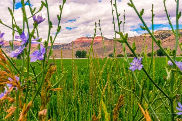 Fine art landscape photograph of below Bryce Canyon shot through wildflowers in Tropic, Utah by Audrey Cramer Photography