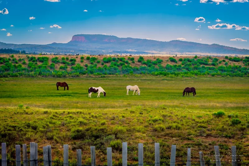 Fine art landscape and animal photograph of four horses grazing in a green field near Bryce Canyon City, Utah by Audrey Cramer Photography