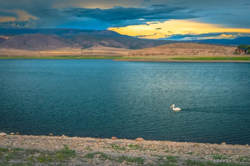 Audrey Cramer Photography's fine art landscape photograph of a white pelican swimming in the Otter Creek State Park Utah reservoir during a moody sunset