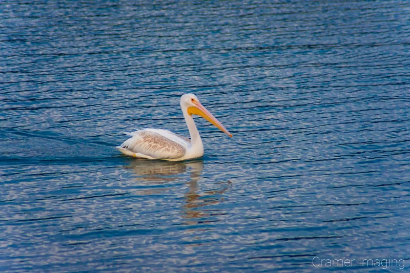 Professional quality animal photograph of a white pelican swimming right in rippled water by Audrey Cramer Photography