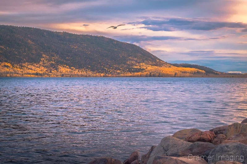 Audrey Cramer Photography's fine art landscape photograph of sunset and distant golden autumn leaves with flying seagull at Fish Lake, Utah