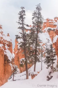 Fine art landscape photograph of two tall evergreen trees in the snows of Bryce Canyon National Park Utah