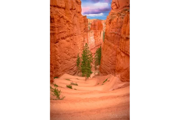 Audrey Cramer Photography's fine art landscape photograph of evergreen trees at the base of switchbacks in Bryce Canyon National Park Utah