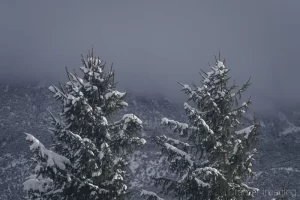 Cramer Imaging's fine art landscape photograph of two snow-covered evergreen trees standing against low-lying cloud or fog and a snowy mountainside in Utah