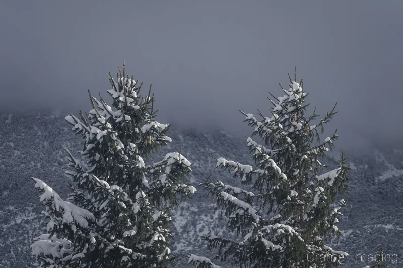 Audrey Cramer Photography's fine art landscape photograph of two snow-covered evergreen trees standing against low-lying cloud or fog and a snowy mountainside in Utah