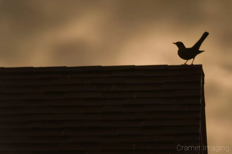 Audrey Cramer Photography's professional quality nature animal photograph of a silhouetted bird standing on a rooftop